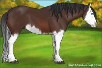 Horse Color:Bay Splash 