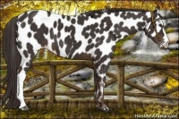 Horse Color:Liver Chestnut Appaloosa