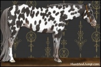 Horse Color:Liver Chestnut Near Leopard 