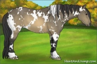 Horse Color:White Spotted Buckskin 