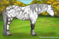 Horse Color:Gray Brown Appaloosa