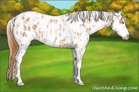 Horse Color:Gold Champagne Leopard  and Gold Champagne Splash Leopard 