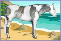 Horse Color:Silver Black Chinchilla Sabino Splash and Black Chinchilla Sabino Splash Blanket