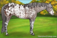 Horse Color:Brown Sabino Splash Appaloosa and Brown Sabino Splash Frame Appaloosa
