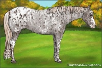 Horse Color:Liver Chestnut Sabino Splash Appaloosa and Liver Chestnut Sabino Splash Appaloosa