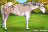 Horse Color:Bay Sabino Splash Appaloosa  and Silver Bay Sabino Splash Appaloosa 