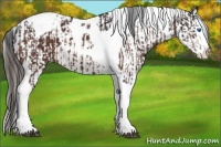 Horse Color:Brown Sabino Splash Tobiano Appaloosa and Brown Sabino Splash Tobiano Appaloosa