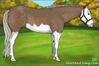 Horse Color:Chocolate Palomino Splash