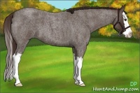 Horse Color:Liver Red Roan Splash 