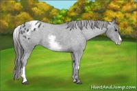 Horse Color:White Spotted Blue Roan Splash Frame Varnish 