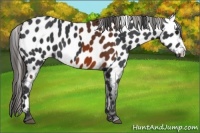 Horse Color:Bay Appaloosa  and Black Appaloosa 