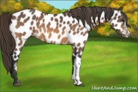 Horse Color:Buckskin Appaloosa 