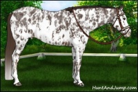 Horse Color:Liver Red Roan Sabino Splash Near Leopard  and Liver Red Roan Sabino Splash Near Leopard 