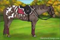 Horse Color:Liver Chestnut Appaloosa 