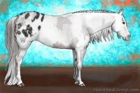 Horse Color:Liver Chestnut Sabino Splash Appaloosa  and Black Sabino Splash Appaloosa 