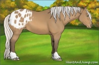 Horse Color:Silver Buckskin Appaloosa 