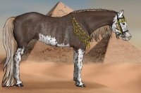 Horse Color:Liver Chestnut Sabino Splash  and Liver Chestnut Sabino Splash Rabicano 