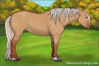 Horse Color:Silver Bay Dun