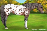 Horse Color:Bay Appaloosa 