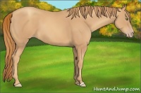 Horse Color:Unknown 