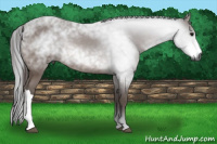 Horse Color:Gray Bay 