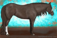 Horse Color:Liver Chestnut Varnish 