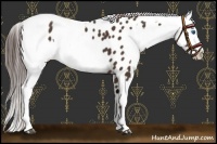 Horse Color:Liver Chestnut Sabino Splash Near Leopard  and Liver Chestnut Sabino Splash Near Leopard 