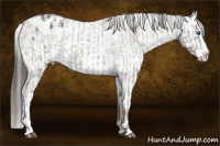 Horse Color:Liver Red Roan Sabino Splash Appaloosa  and Gray Liver Red Roan Sabino Splash Appaloosa