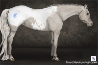 Horse Color:Silver Smoky Grullo Sabino Appaloosa 