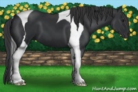 Horse Color:Black Tobiano 