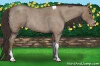 Horse Color:Classic Champagne Roan Tobiano 