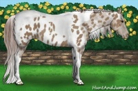 Horse Color:Classic Champagne Tobiano Near Leopard 