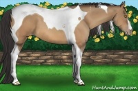 Horse Color:Amber Champagne Tobiano 