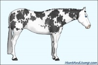 Horse Color:White Spotted Black Splash Rabicano