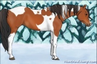 Horse Color:Bay Tobiano