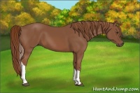 Horse Color:Chestnut Tobiano