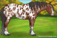 Horse Color:Bay Sabino Splash Appaloosa  and Gray Bay Sabino Splash Appaloosa 
