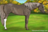 Horse Color:Chocolate Palomino 