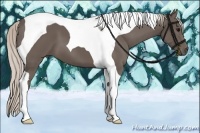 Horse Color:Silver Black Tobiano 