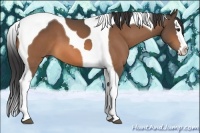 Horse Color:Buckskin Splash Tobiano 