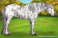 Horse Color:Liver Red Roan Sabino Splash Appaloosa  and Liver Red Roan Sabino Splash Appaloosa 