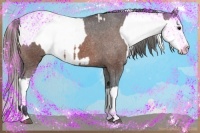 Horse Color:Bay Sabino Splash Appaloosa and Bay Sabino Appaloosa
