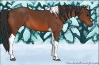 Horse Color:Bay Tobiano 