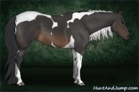 Horse Color:Buckskin Tobiano
