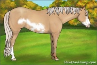 Horse Color:Silver Amber Champagne Frame
