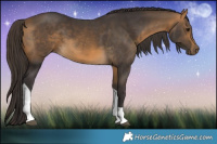 Horse Color:Buckskin Tobiano