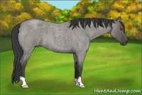 Horse Color:Unknown 