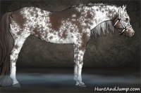 Horse Color:White Spotted Liver Chestnut 