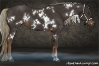 Horse Color:White Spotted Liver Chestnut 