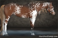 Horse Color:White Spotted Liver Chestnut Rabicano